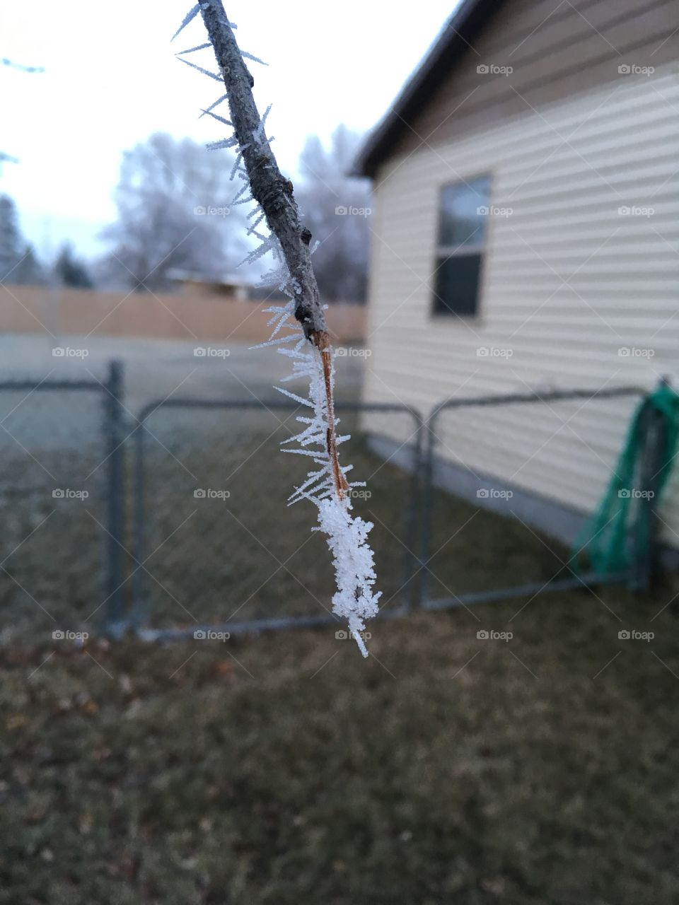 Icy tree branch.