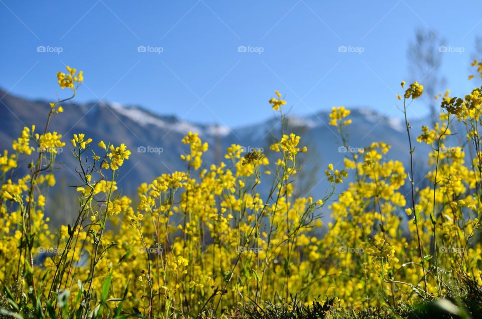 Beauty of Kashmir