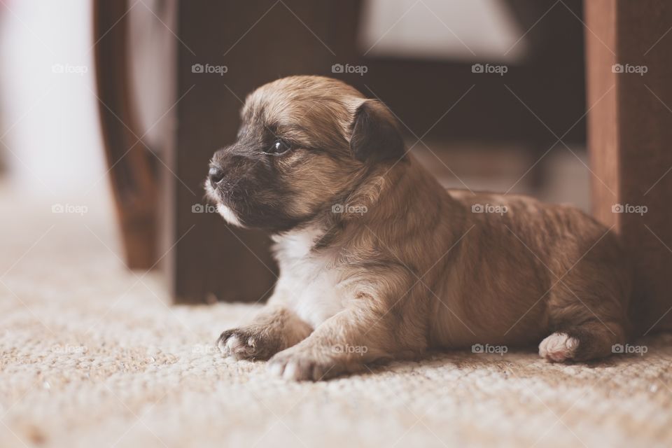 Regal puppy 