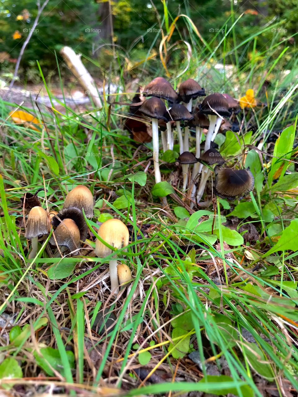 Fairies mushroom 🍄