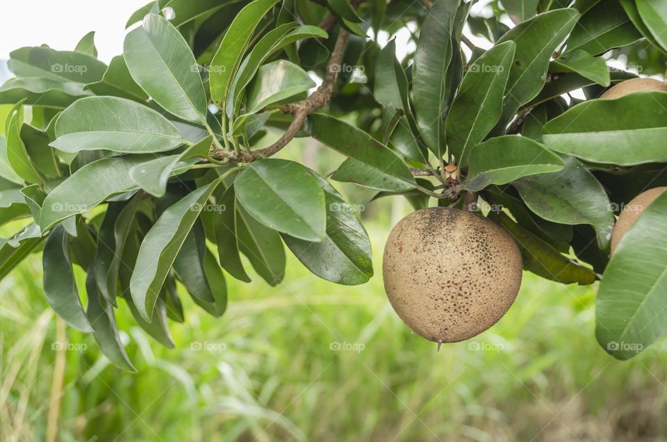 Sapodilla (Naseberry) On Tree