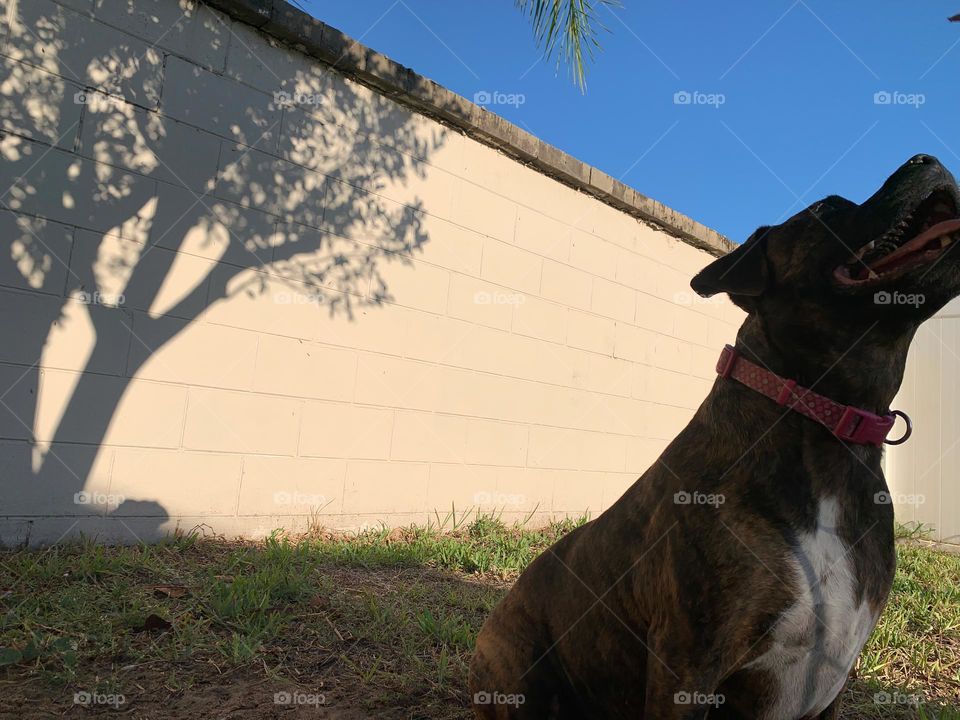 Dog Waiting Patiently With Joy 