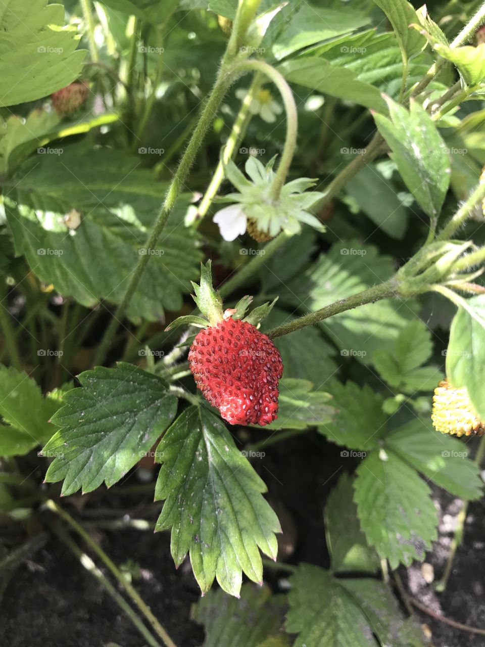 Strawberries in the garden