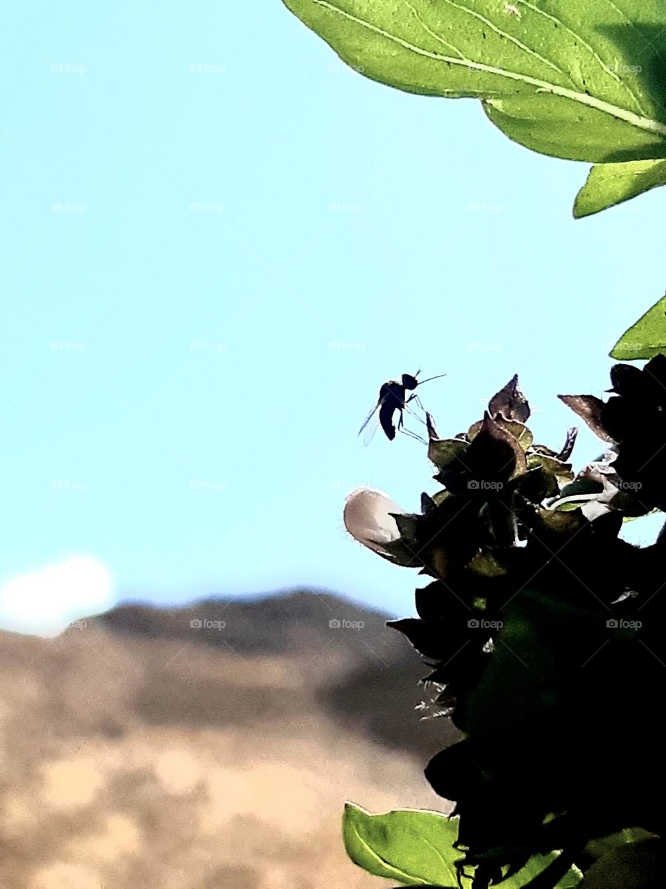 On March 1, 2024, the famous Moroccan tank stood poised in its distinctive camouflage, reflecting the strength and power of the country's military. With its robust armored