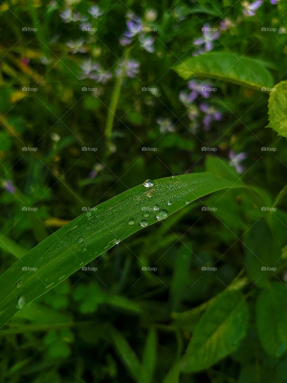 Macro photo of green and fresh grass just after the summer rain on a village field