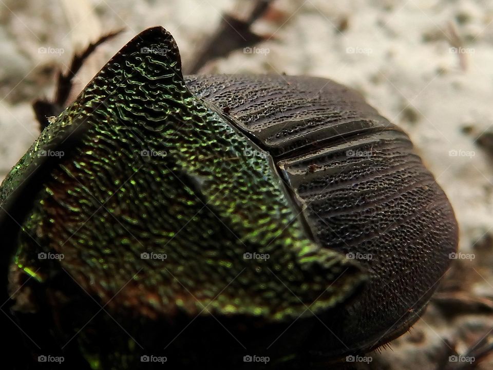 Male rainbow scarab also called Phanaeus vindex with a horn on the head indicating it’s a male, usually native from south Florida but found in central eastern Florida. 