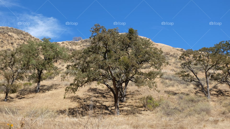 Dry grass and thirsty trees