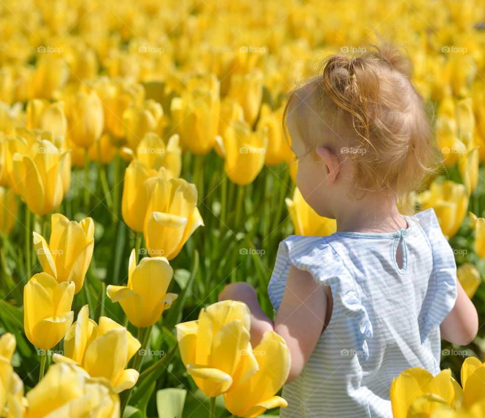 Tulip Fields 