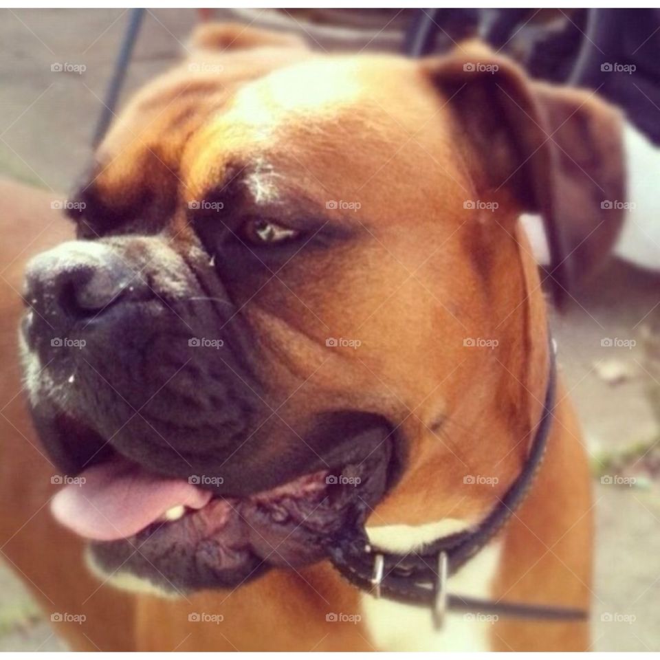 My handsome boxer