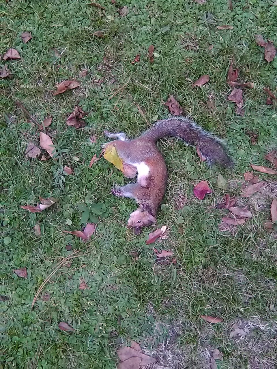 Squirrel got caught by cats
