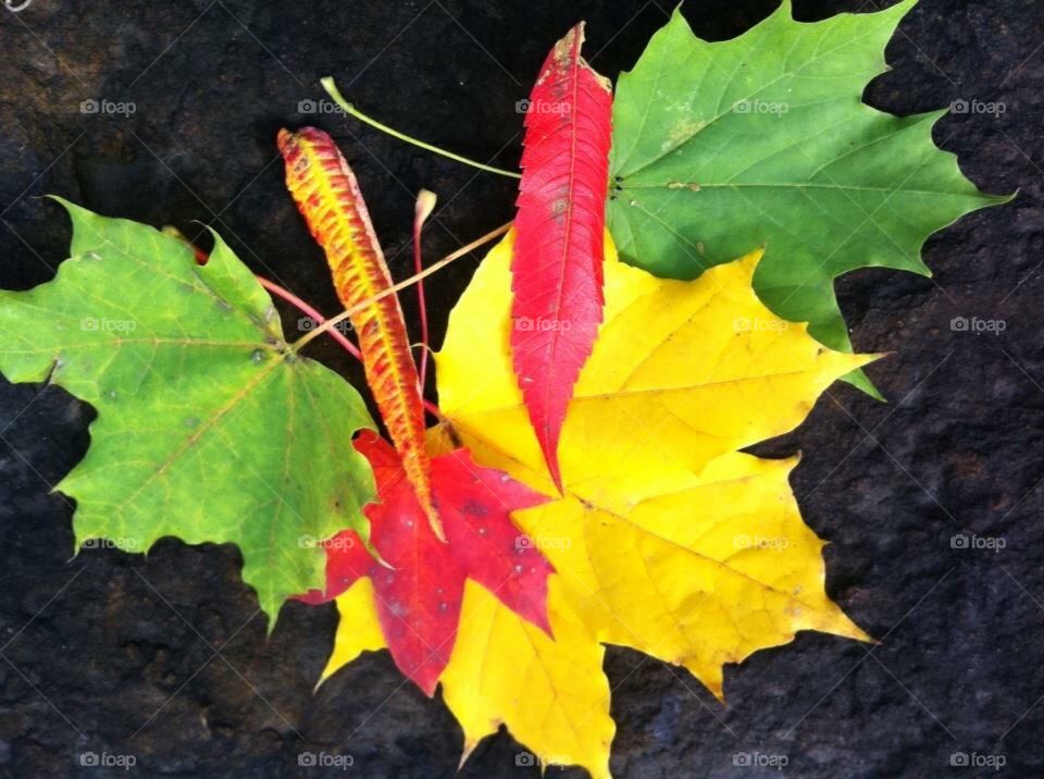 Autumn leaves make my day! 
Colorful leaves on a rock background! 