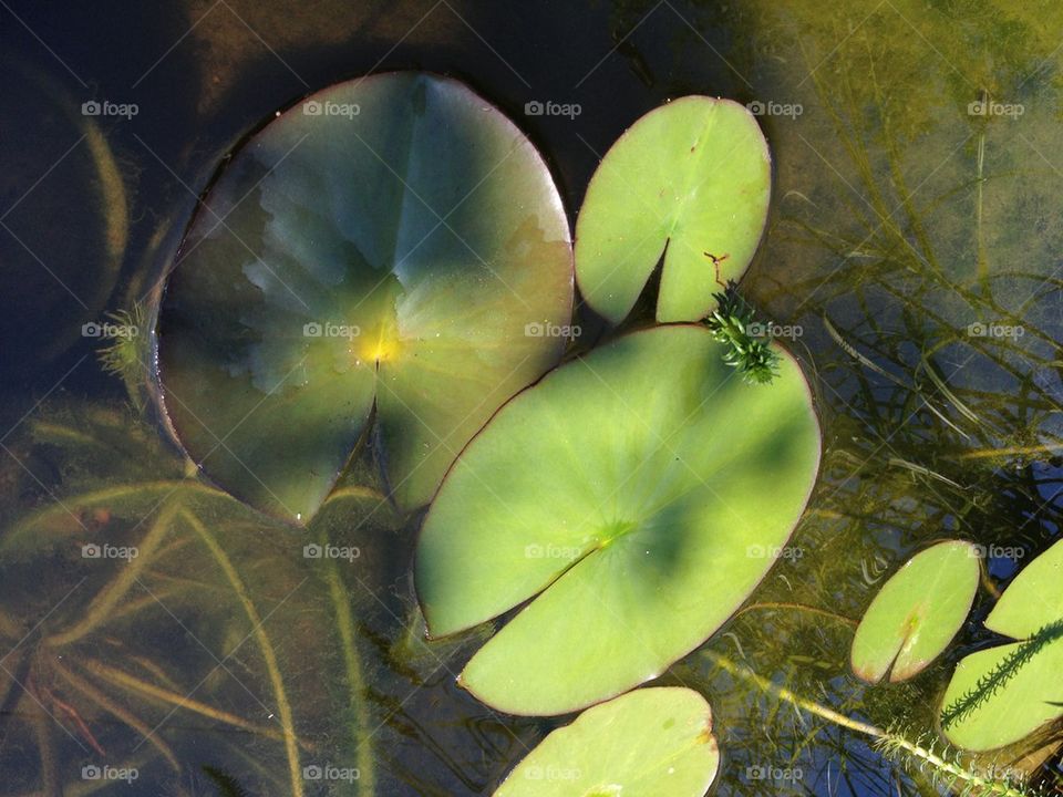 Water lily