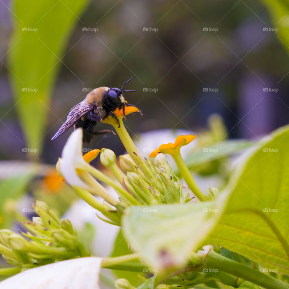 A bee enjoying some DC pollen. 