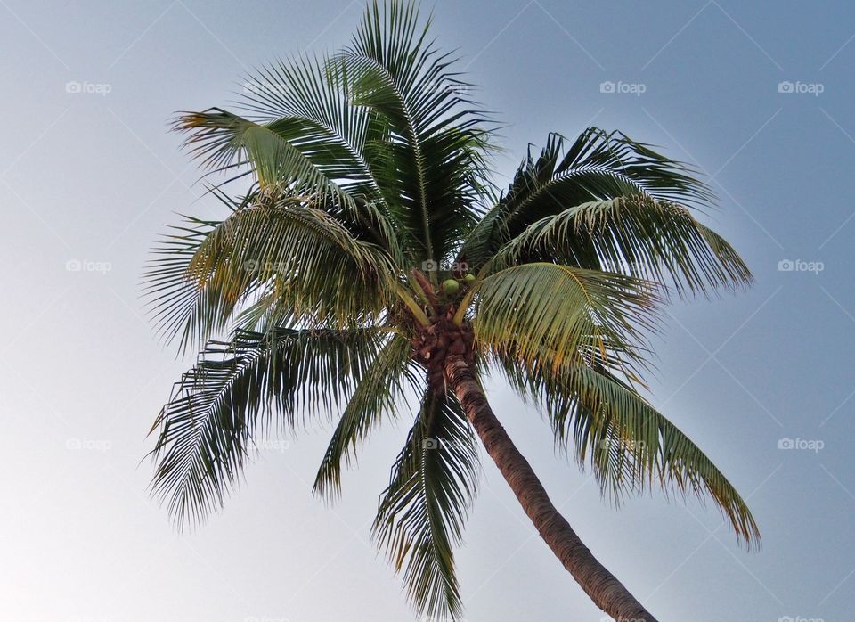 Coconut tree  sky background