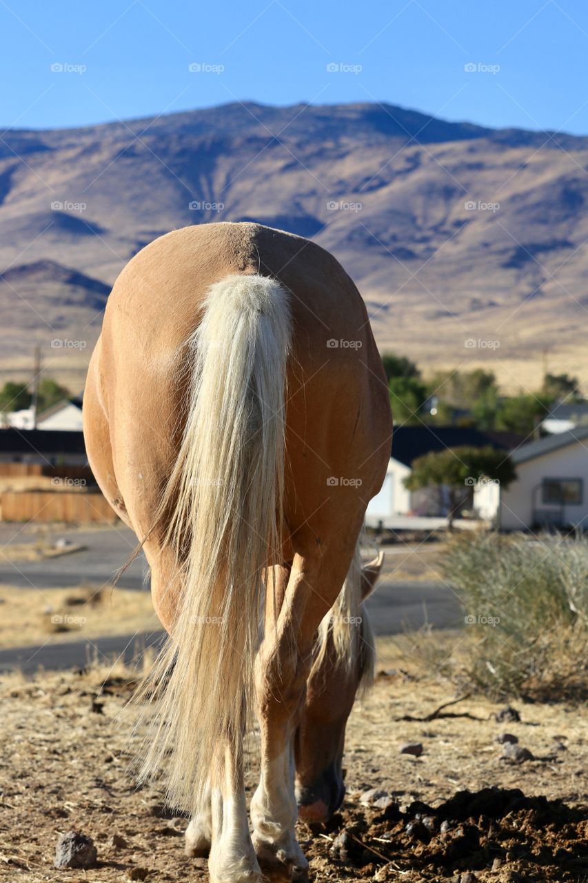 Wild Palomino Stallion in rural Nevada in the high Sierras, rump and tail view against mountain backdrop 