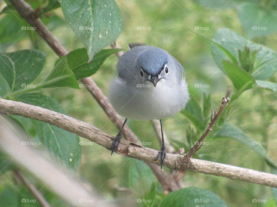 Wildlife, Bird, No Person, Outdoors, Nature
