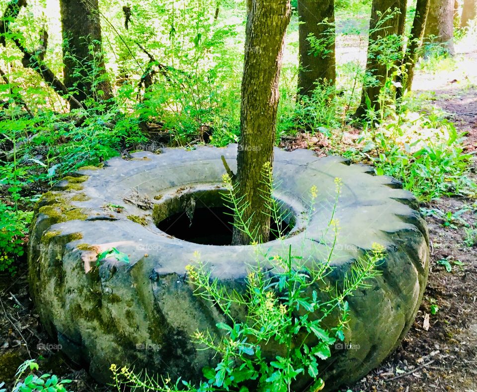 Tree n tire