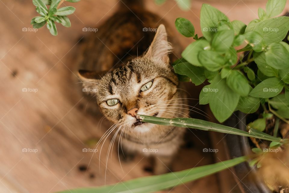 striped cat in the garden