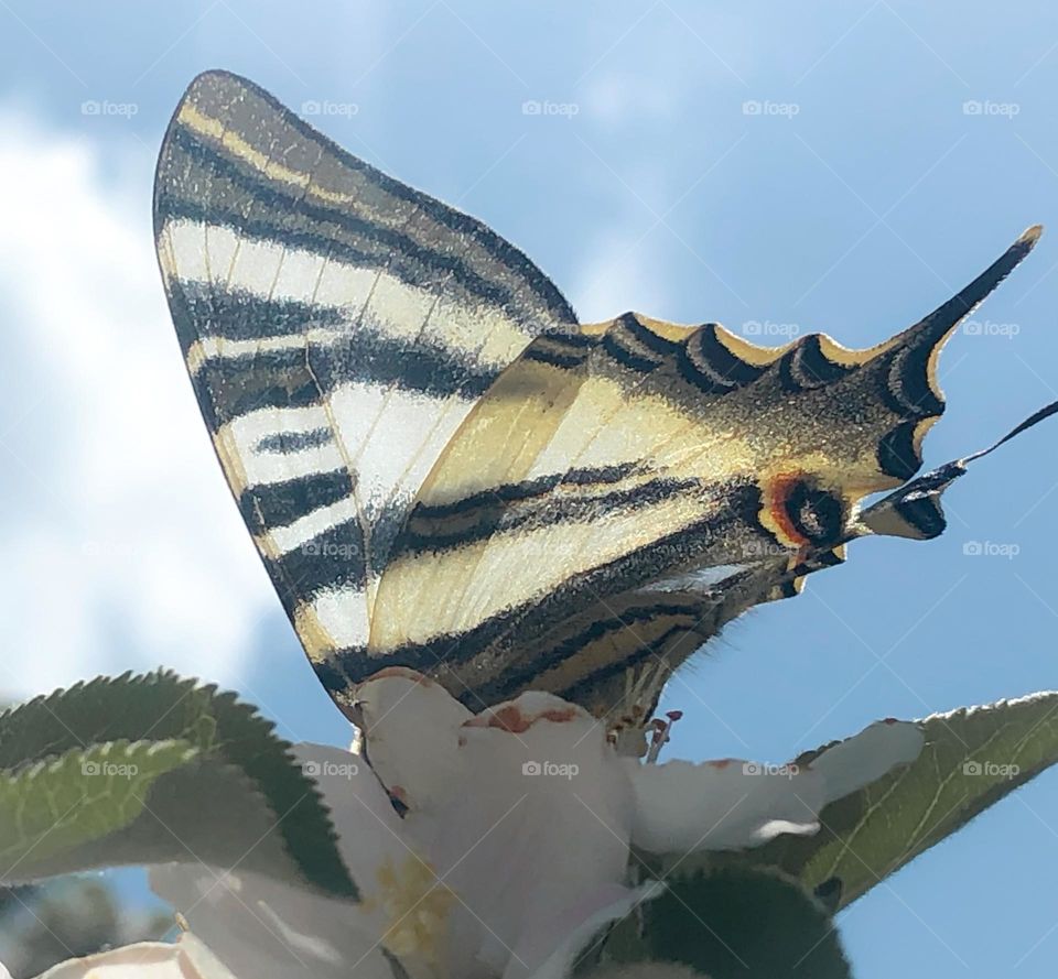 A swallowtail butterfly dips their head into apple blossom