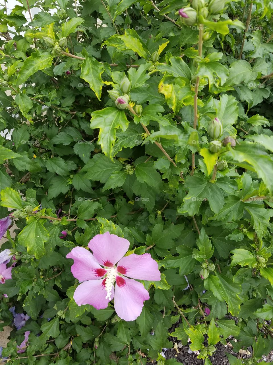 flower on my garden