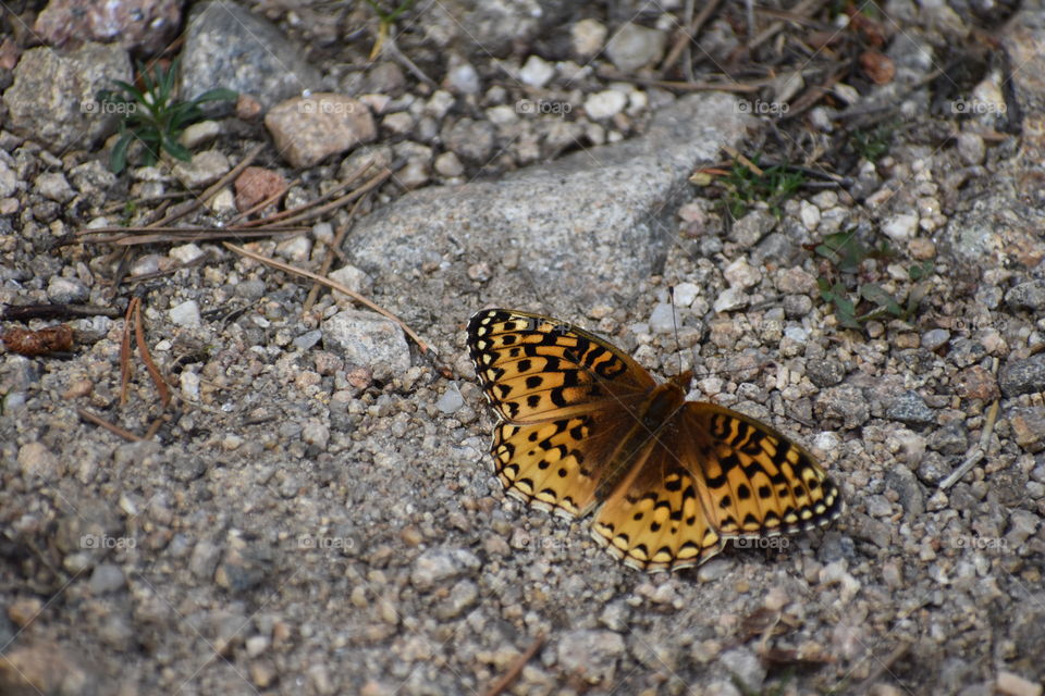 Butterfly of Colorado. 