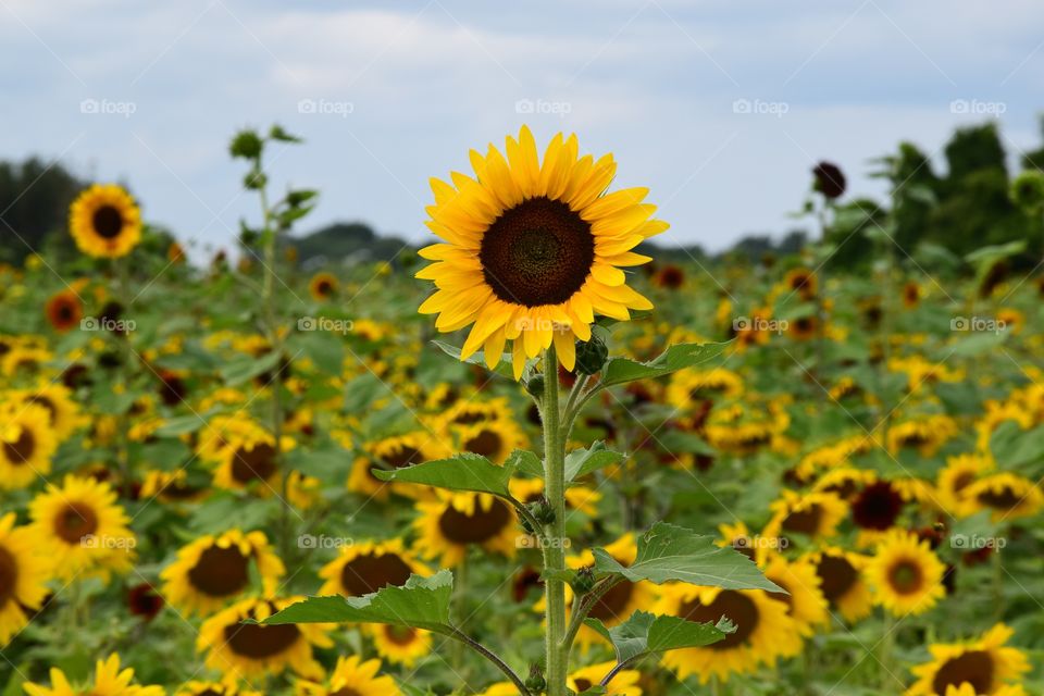 Sunflower standing tall