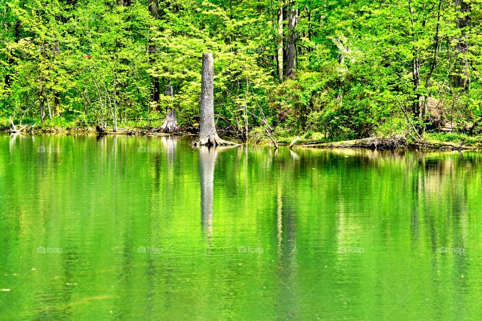 Forest reflecting in lake