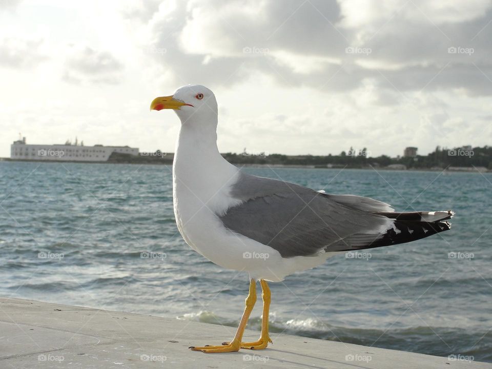 Seagull on a background of the sea