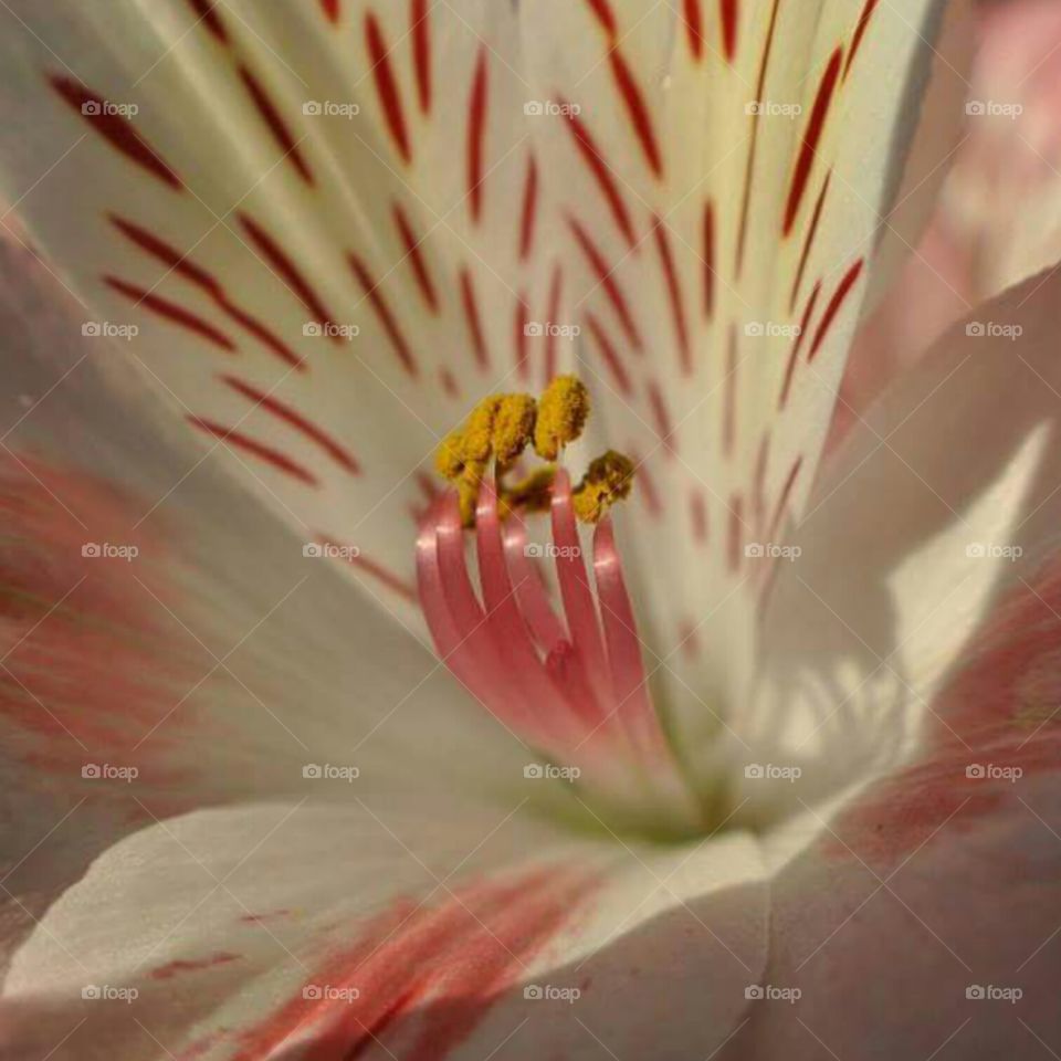 Flower Pollen