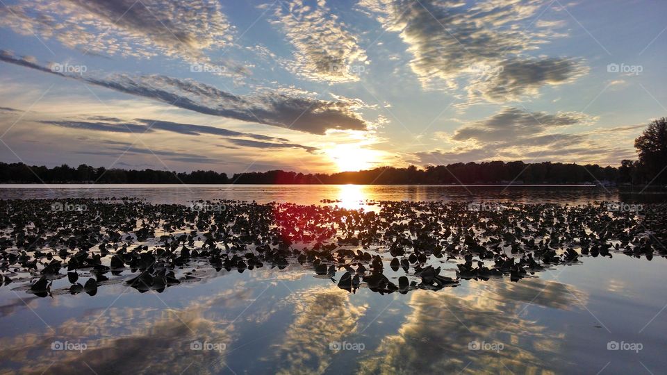 Beautiful sunset with Lilly pads