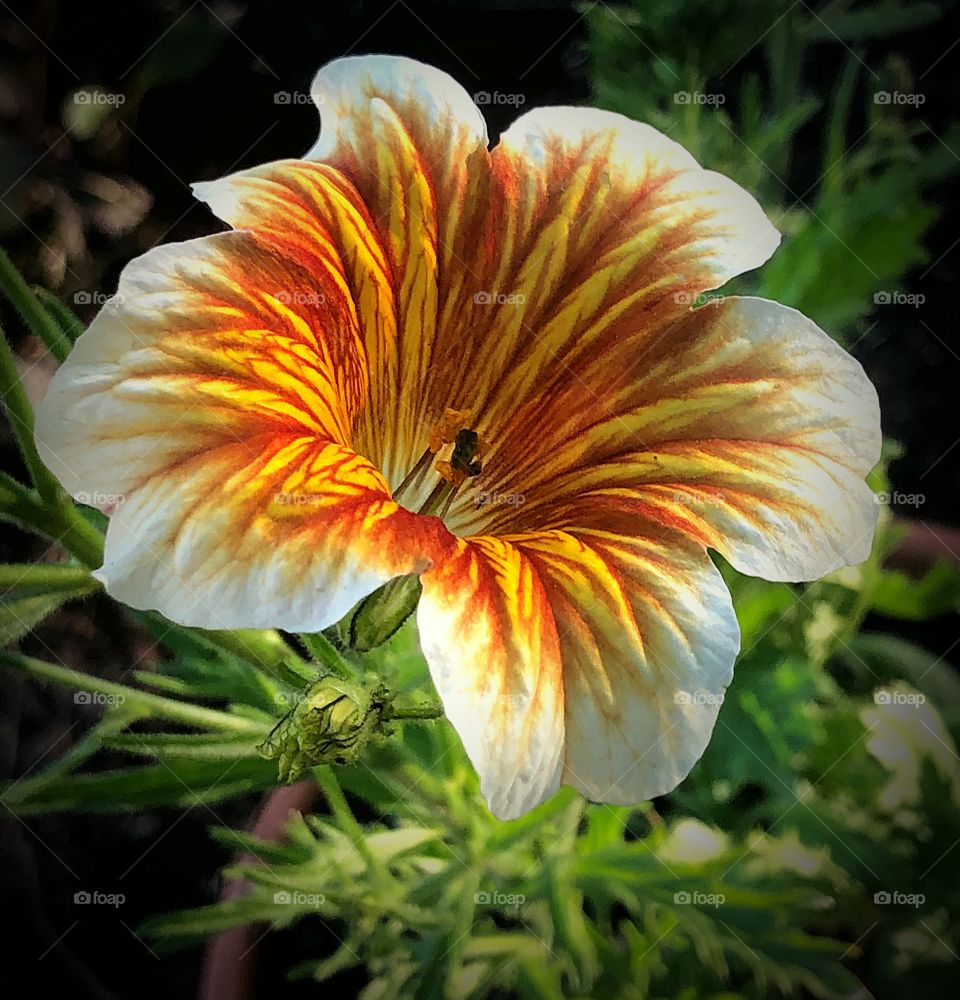 Painted tongue yellow and red 