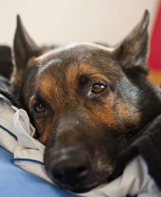 Lazy dog