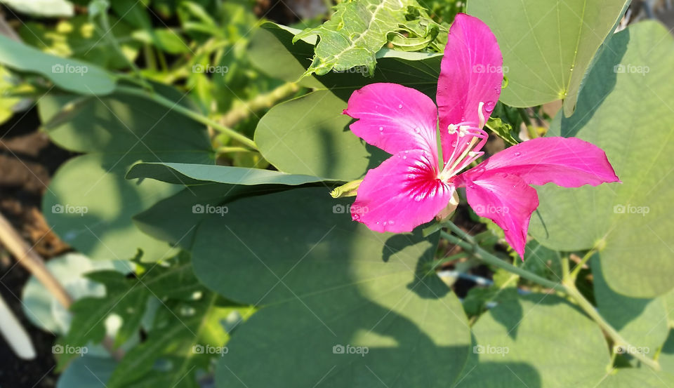 center of green is pink!