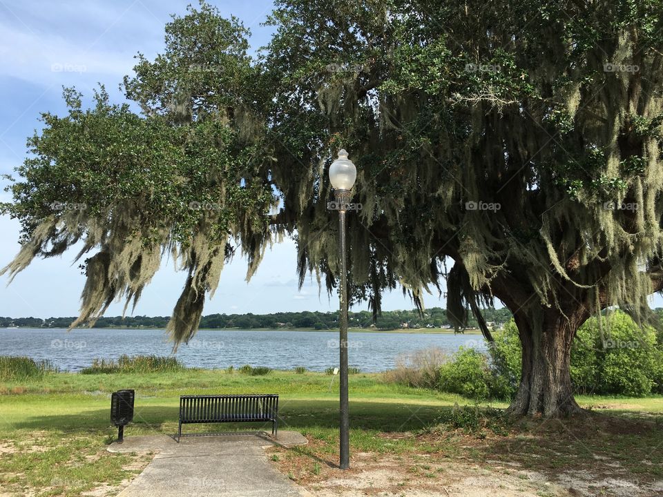 Beautiful picture of a tree located inside of a park here in Lake Wales Florida