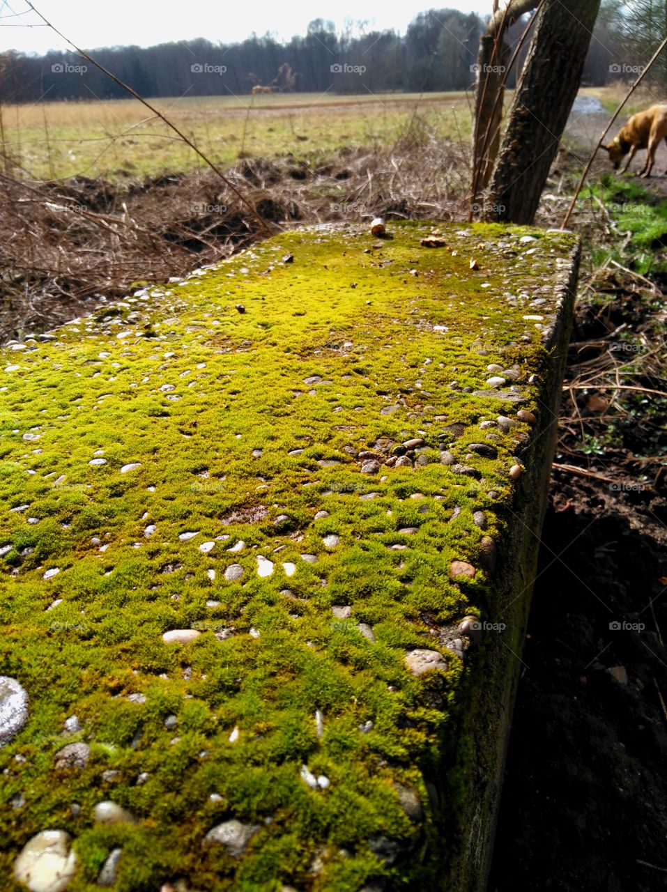 Moos Mauer
moss wall