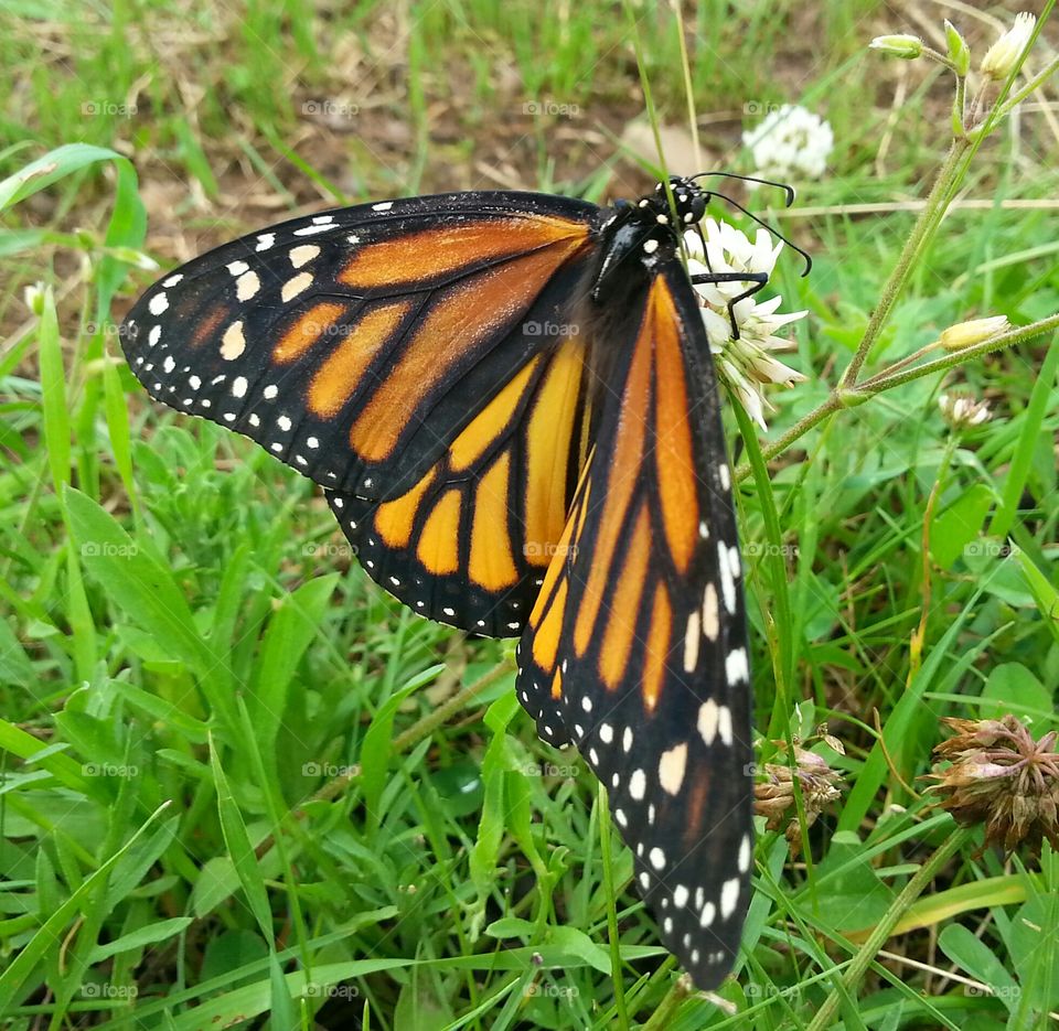 monarch butterfly. butterfly released at my sister in laws wedding