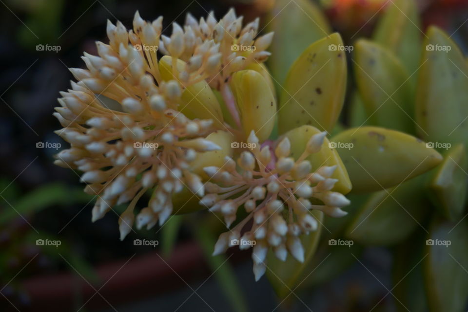 Pale Stonecrop 
Springs 
California plant