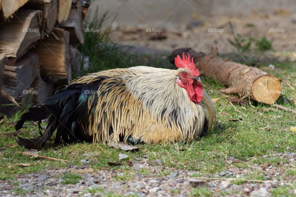 Lazy rooster