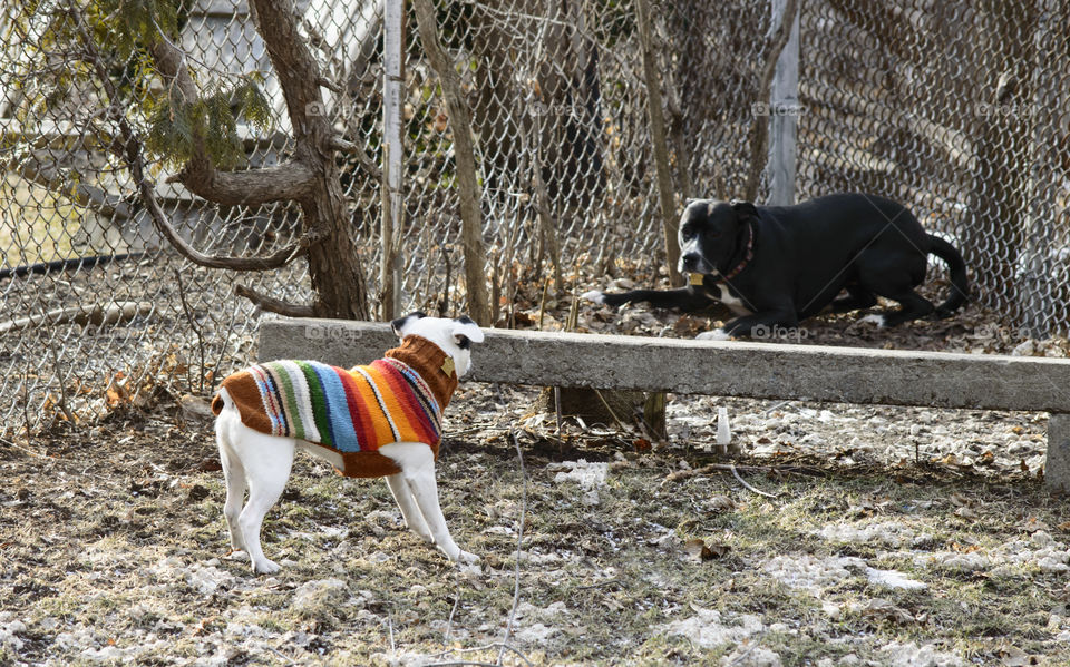 Two dogs playing outdoors in spring near bench wearing colourful dog sweater 