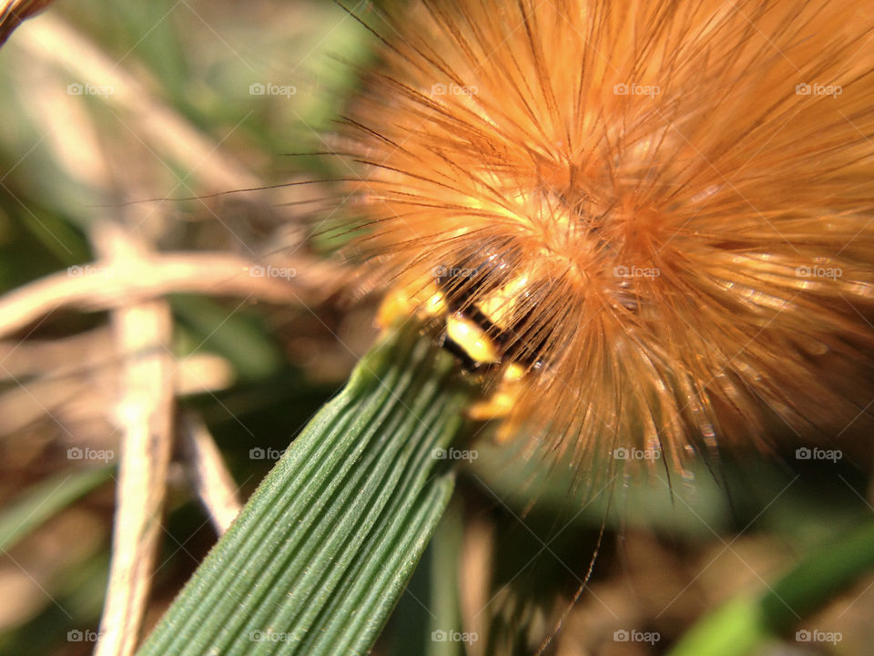 Closeup of a feeding caterpillar