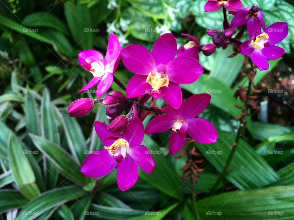 Tiny orchids 