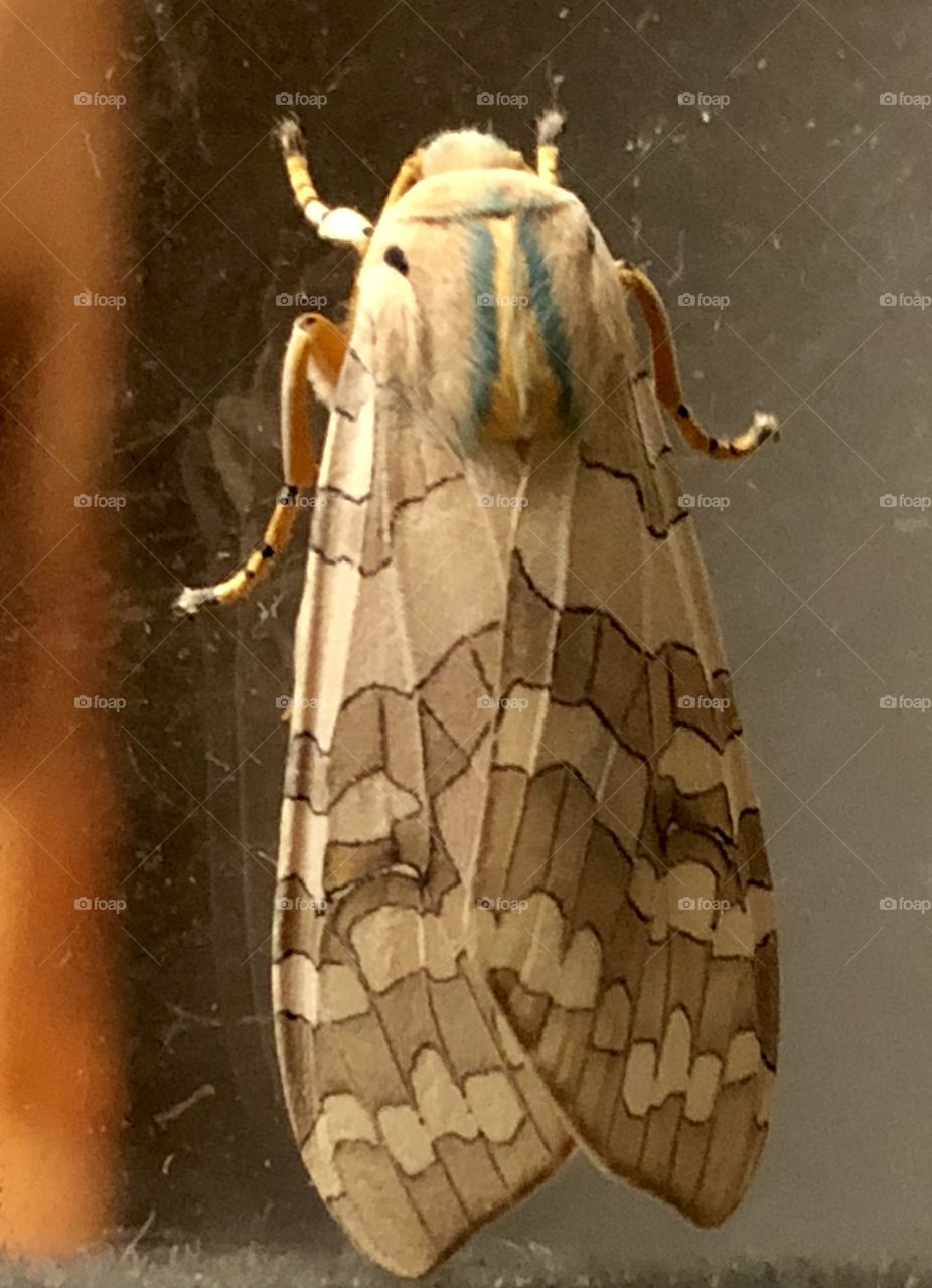 Patterns of soft browns and cream, bordered with outlines of umber, a moth with furry green-striped shoulders peering into our living room.