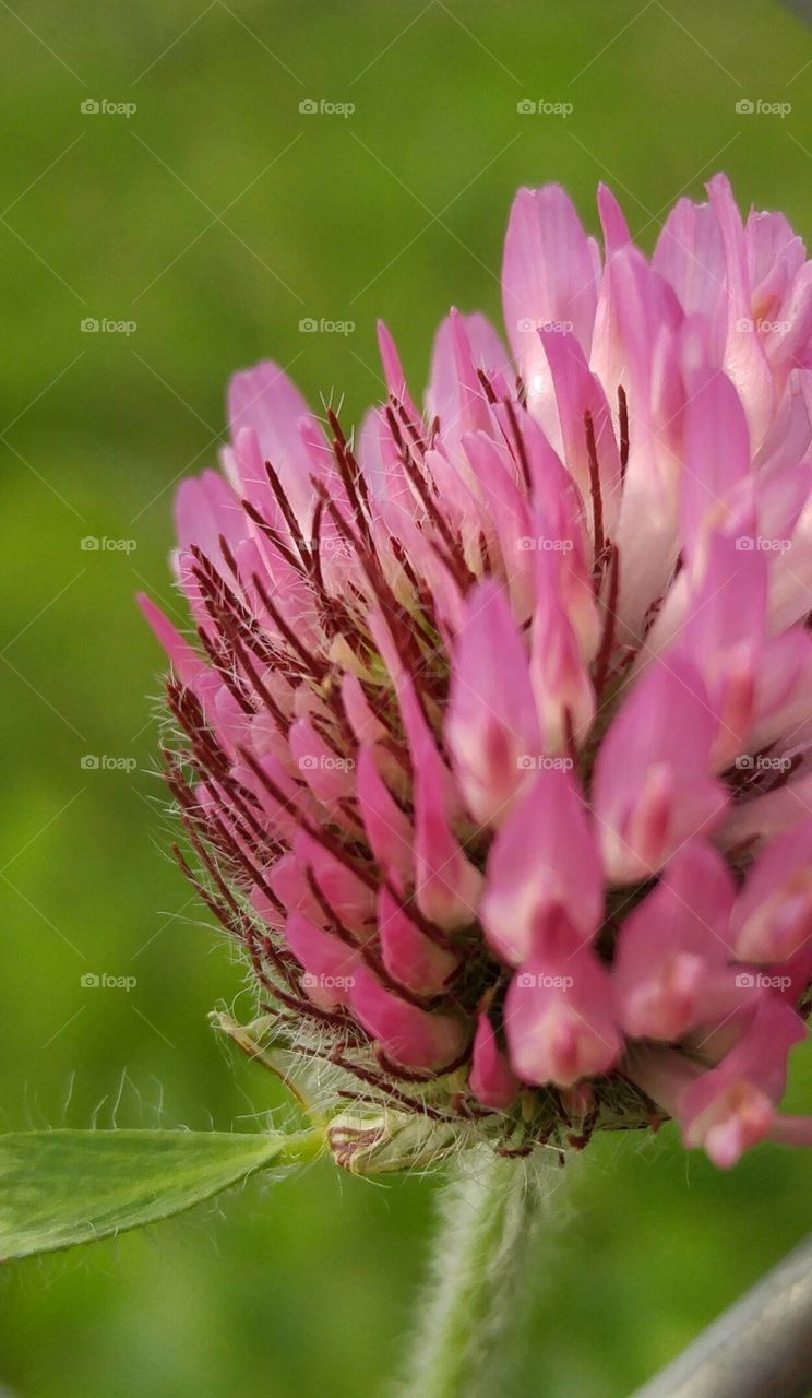 Tiny pink flower up close