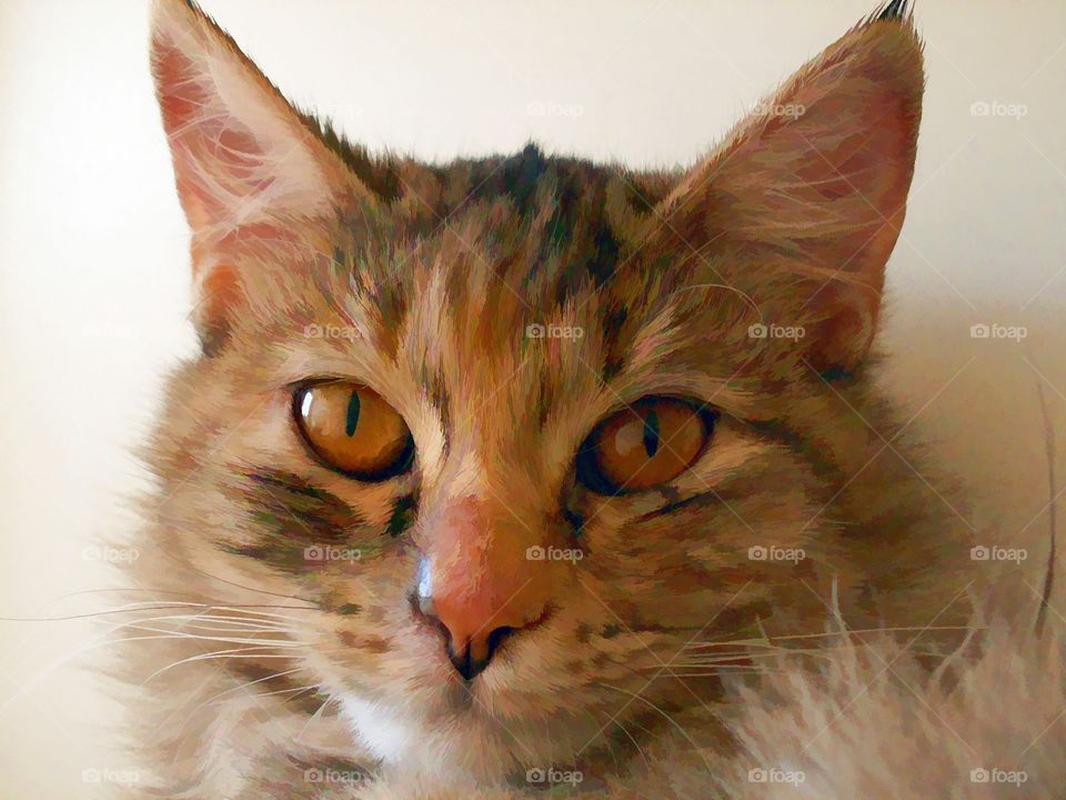 Beautiful Tabby. Waiting to be adopted. Did some digital work on this one.