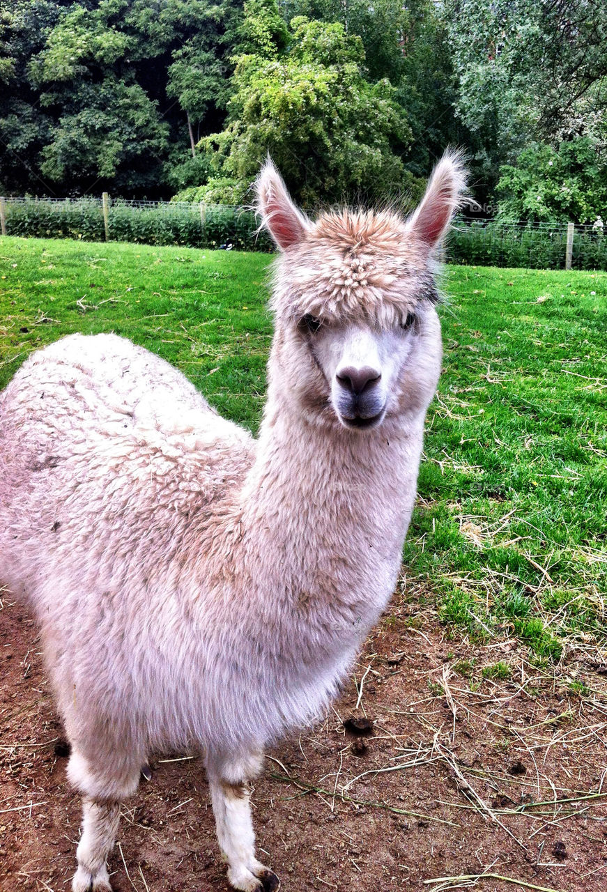 Llama