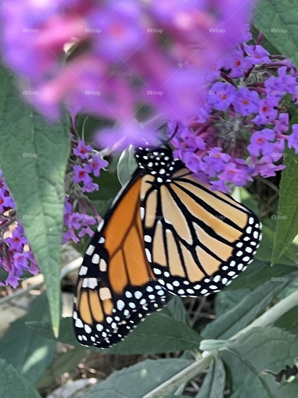 Monarch butterfly 