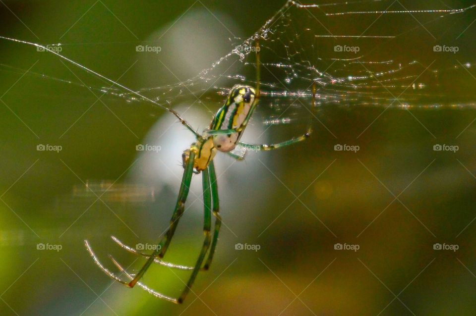 Orchard Spider