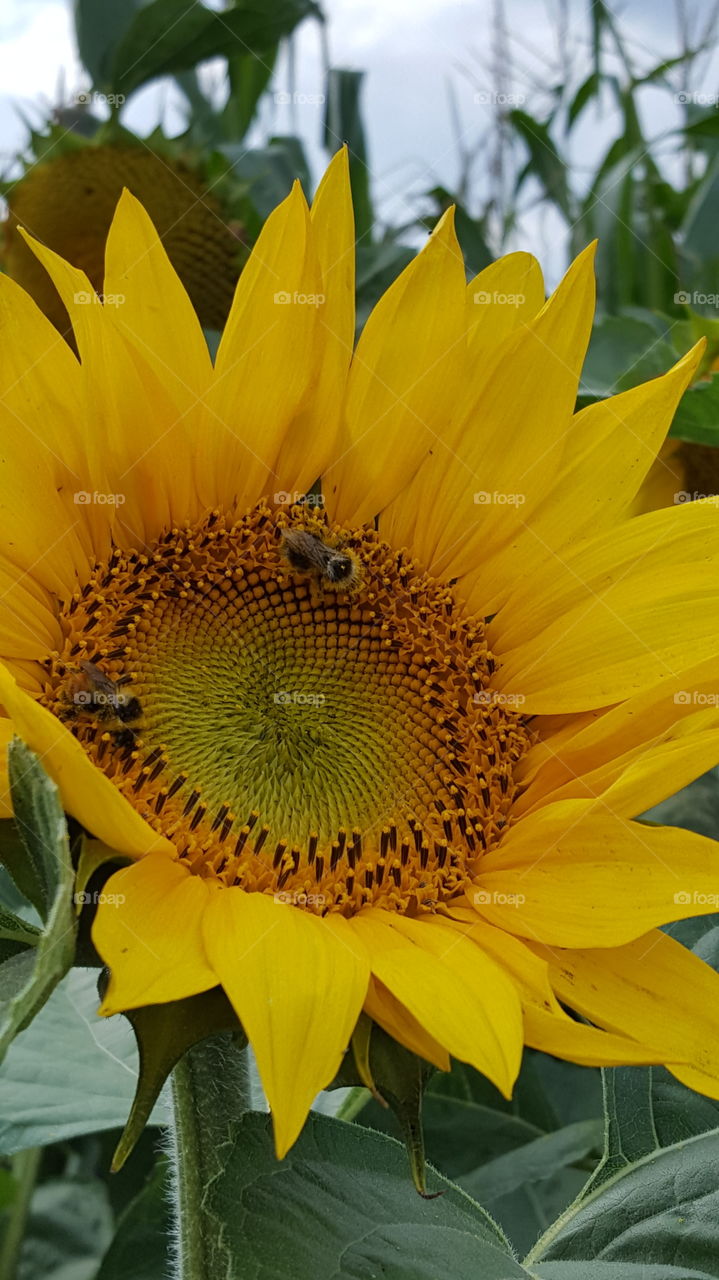 sunflower bee's