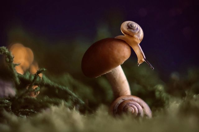 snail on a mushroom