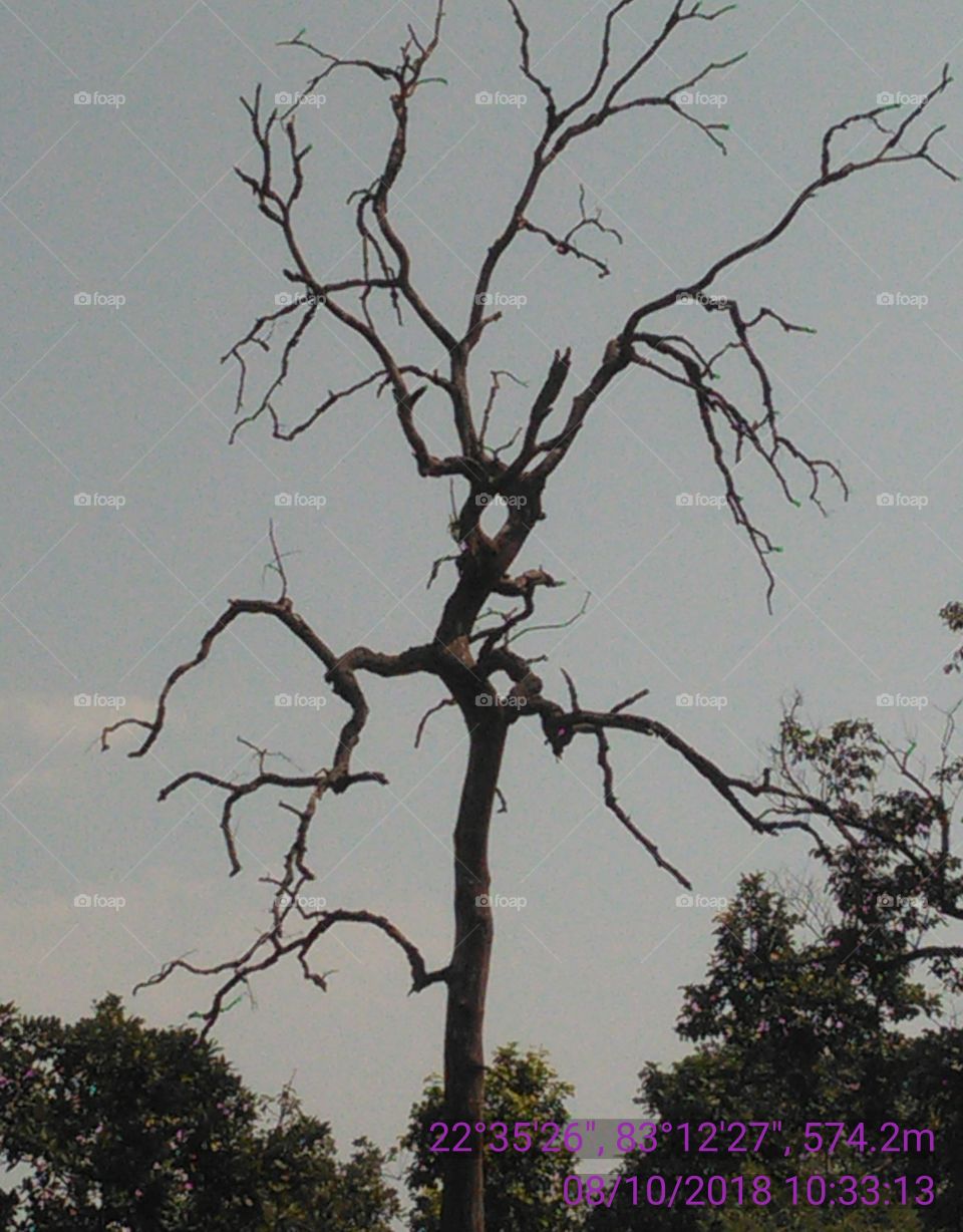 This is a very nice dryer tree looked bran nervous.